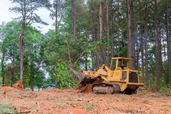 Trees Clearing in New Albany