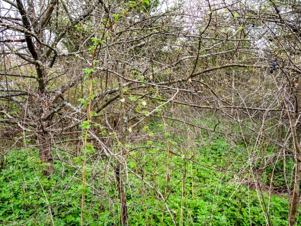 Underbrush Clearing in New Albany