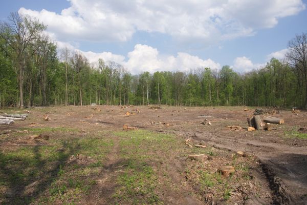 Cost of Pasture Clearing in New Albany