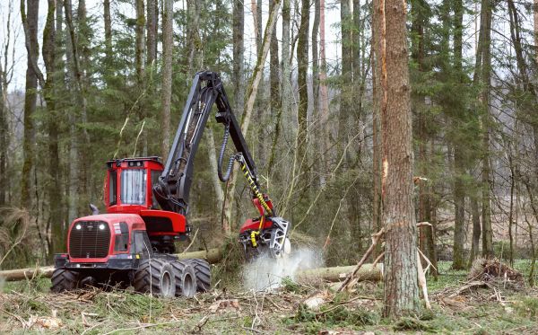 Cost of Forest Clearance Service in New Albany