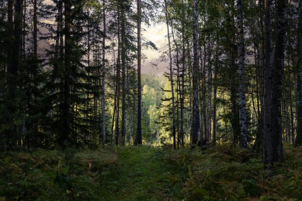 Cost of Pine Tree Clearing in New Albany