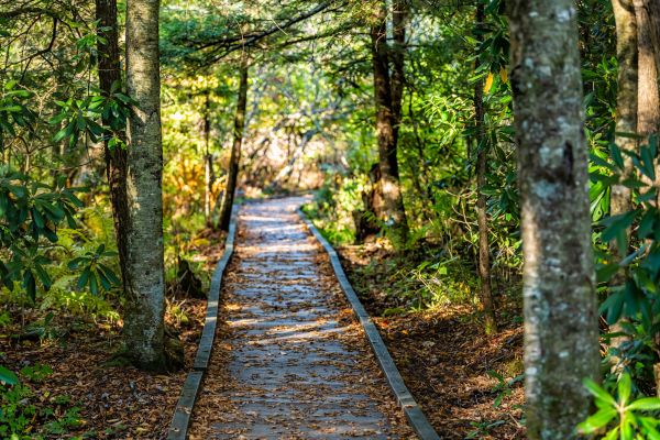Trail Clearing in New Albany