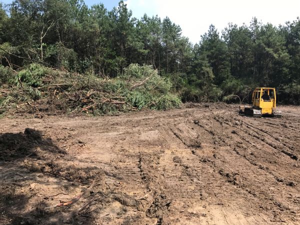 Cost of Thicket Clearing in New Albany