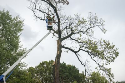 Tree Cutting and Removal